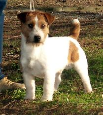Myrmidom Jack Pete Myrmidom Jack Pete