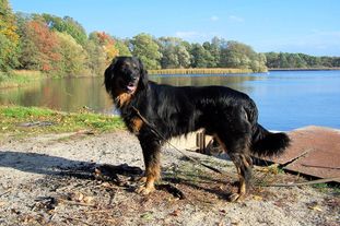 Dack von der Teichlandschaft Dack von der Teichlandschaft