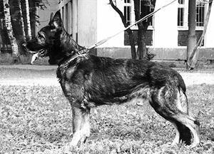 Ledzher RKF R 1321413 (Zadoya) Ledzher RKF R 1321413 (Zadoya)