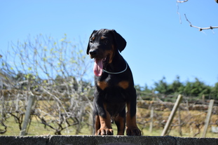 Dei Gloria Doberville Drakkar Noir Dei Gloria Doberville Drakkar Noir