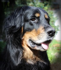 Leo vom Hause Luka Leo vom Hause Luka