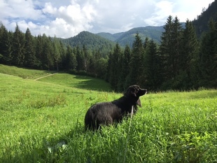 Enook vom Schirninghof Enook vom Schirninghof