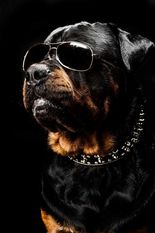 Rottparadise Bullstoic Godric Rottparadise Bullstoic Godric