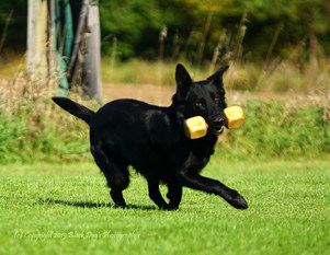 Cerberus vom Huns Ecker Cerberus vom Huns Ecker