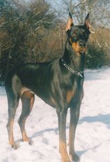 Salli von Castell Salli von Castell