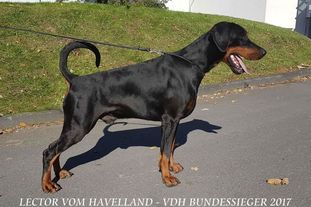 Lector vom Havelland Lector vom Havelland