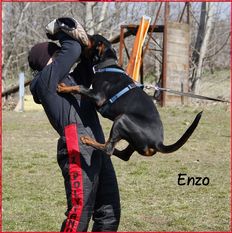 Enzo di Esposito Enzo di Esposito