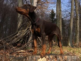 Flora European K9 training base Flora European K9 training base