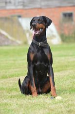 Dean von der Schwarzen Garde Dean von der Schwarzen Garde