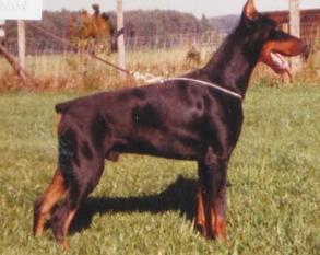 Onyx vom Gaxhardter Wald Onyx vom Gaxhardter Wald