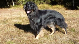Hasco vom Haselrieder Wald Hasco vom Haselrieder Wald