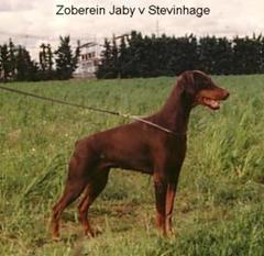 Zoberein-jaby van Stevinhage Zoberein-jaby van Stevinhage