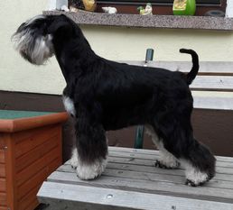 Quiona von den Parthewiesen Quiona von den Parthewiesen