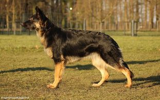 Britt vom Weiner Drachen Britt vom Weiner Drachen