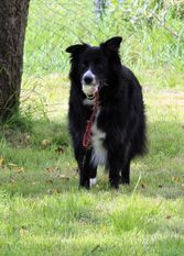 Boomer (Diederley) Boomer (Diederley)
