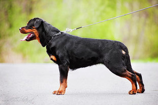 Baccara Hofzumberg Rott Baccara Hofzumberg Rott