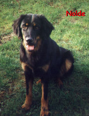 Nolde (Kuncewicz) - ECGA Nolde (Kuncewicz) - ECGA