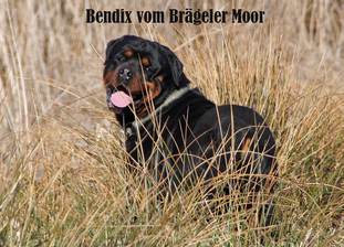 Bendix vom Brägeler Moor Bendix vom Brägeler Moor