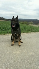 Abby von der Mohnwiese Abby von der Mohnwiese