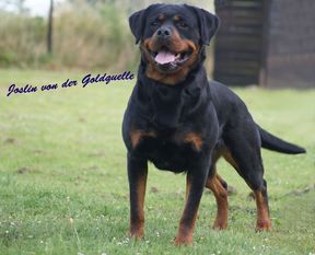 Joslin von der Goldquelle Joslin von der Goldquelle