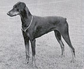 Carrickgreen Walda Nagasta Carrickgreen Walda Nagasta