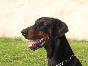Flint von Utgard Flint von Utgard