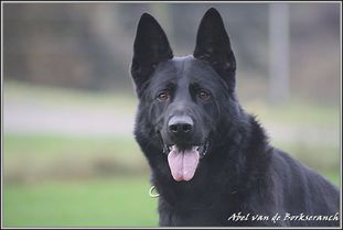 Abel van de Borkseranch Abel van de Borkseranch