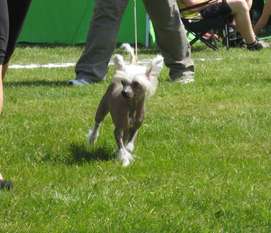 Belshaw's Full Speed Belshaw's Full Speed