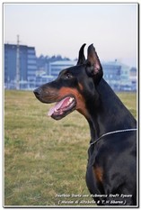 Douthles Darla von Schwarze Kraft Douthles Darla von Schwarze Kraft