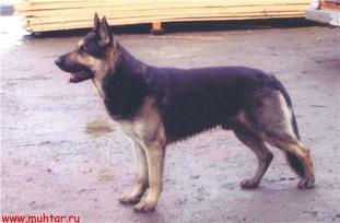 Valter RKF 1336550 Valter RKF 1336550