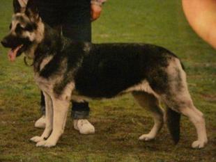 Sorbi RKF R 1457187 (Gretsova) Sorbi RKF R 1457187 (Gretsova)