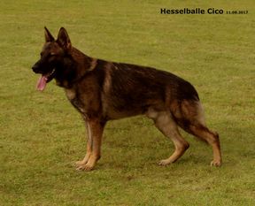 Hesselballe Cico Hesselballe Cico