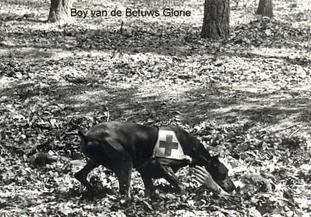 Boy van de Betuws Glorie Boy van de Betuws Glorie