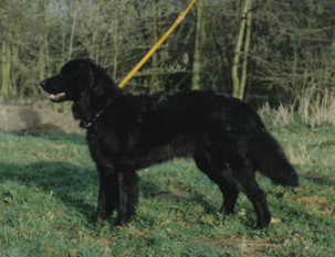 Houwaert's Cinquo Quax Houwaert's Cinquo Quax