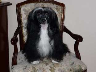 Queen Modry Kvet Queen Modry Kvet