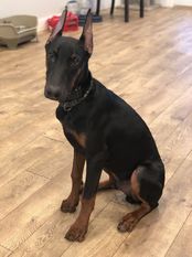 Ego European K9 training basee Ego European K9 training basee