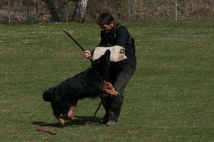 Crisu von den Heuchelberg Wölfen Crisu von den Heuchelberg Wölfen