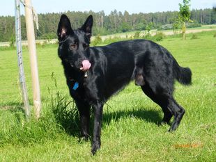 Berengar vom Limespark Berengar vom Limespark