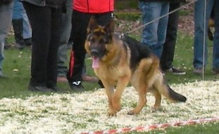 Basko von den Maibuchen Basko von den Maibuchen