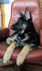 Shao Lin Kozyrnoy Masti Shao Lin Kozyrnoy Masti