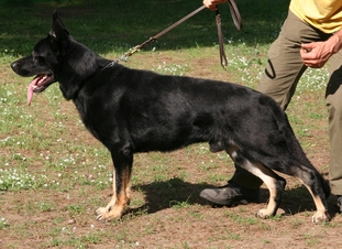 Asso (LO 1264077) Asso (LO 1264077)