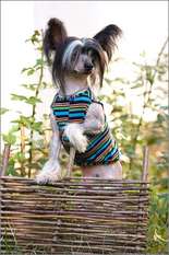 Dogland Happy Eminem Dogland Happy Eminem