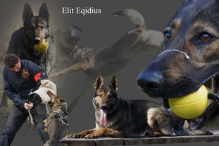 Elit Eqidius Elit Eqidius