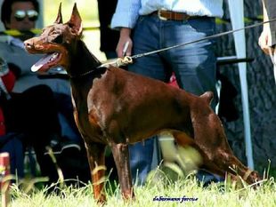 Isabell De Fercus Isabell De Fercus