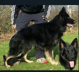 Balu vom Beverland Balu vom Beverland