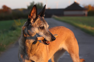 Enya von der Krähenschmiede Enya von der Krähenschmiede