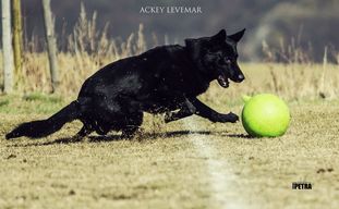 Ackey Levemar Ackey Levemar