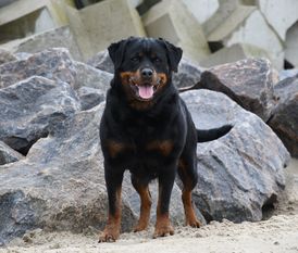 Dakota aus der Espenstätte Dakota aus der Espenstätte