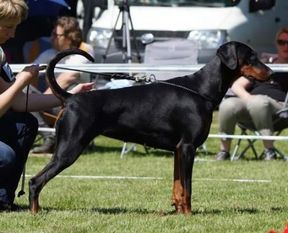 Dobergaarden Forever Quicha Dobergaarden Forever Quicha