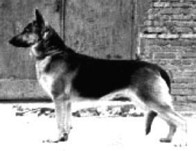 Rex (Popova) - 2 Rex (Popova) - 2